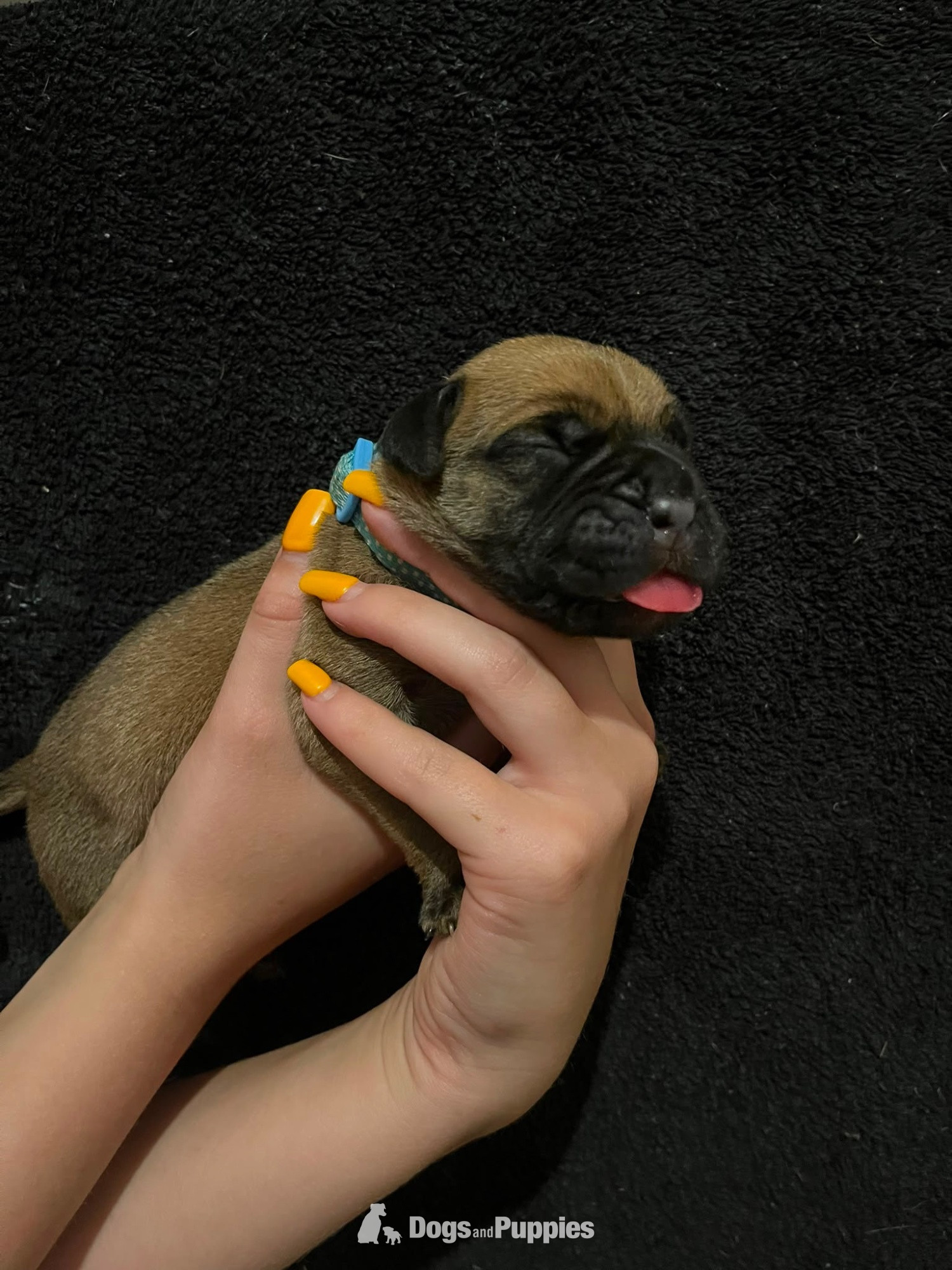 Presa Canario Puppies