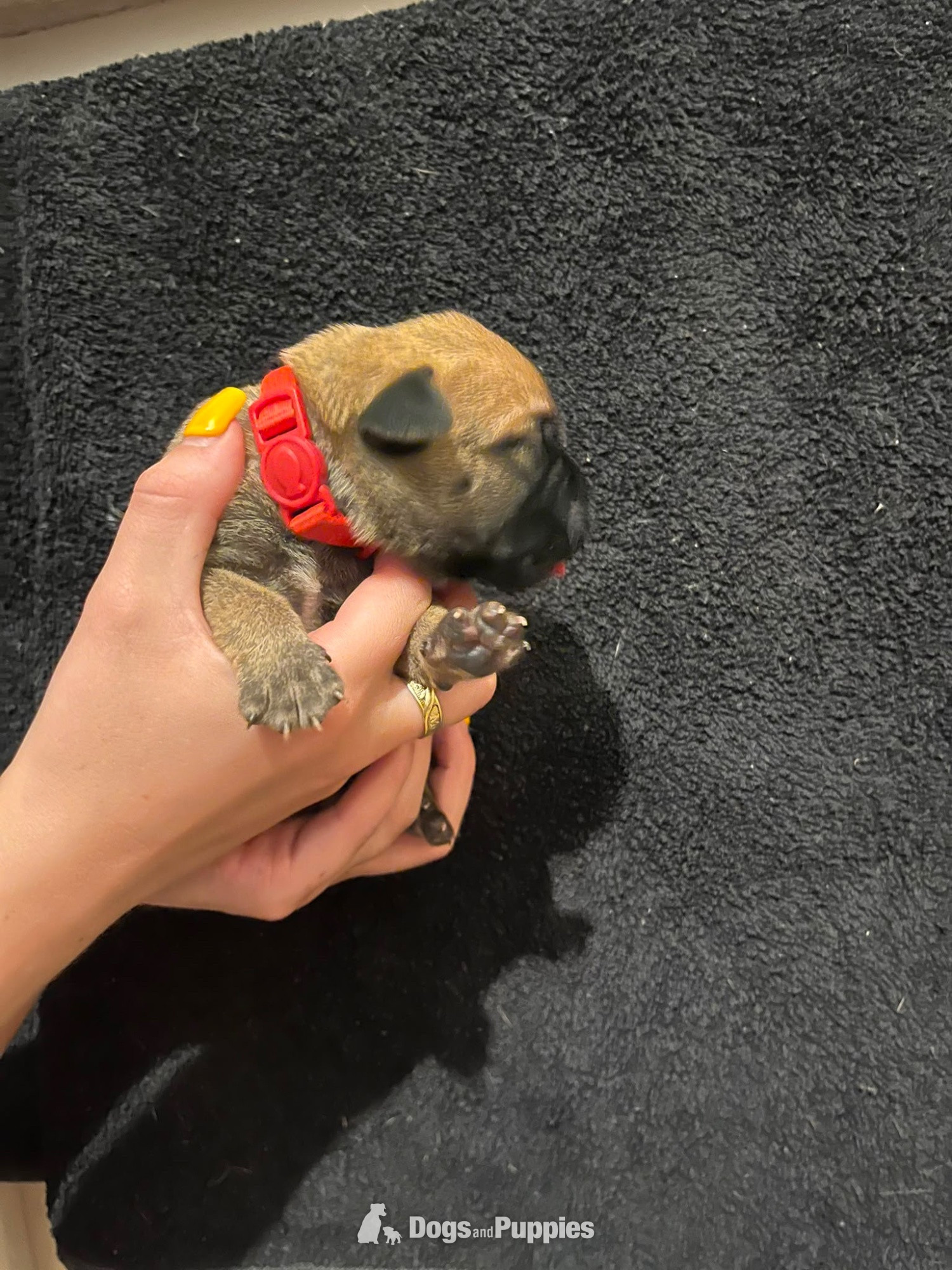 Presa Canario - Presa Canario Puppies