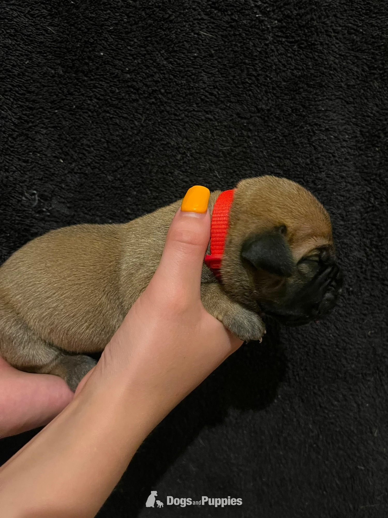 Presa Canario Puppies - Presa Canario
