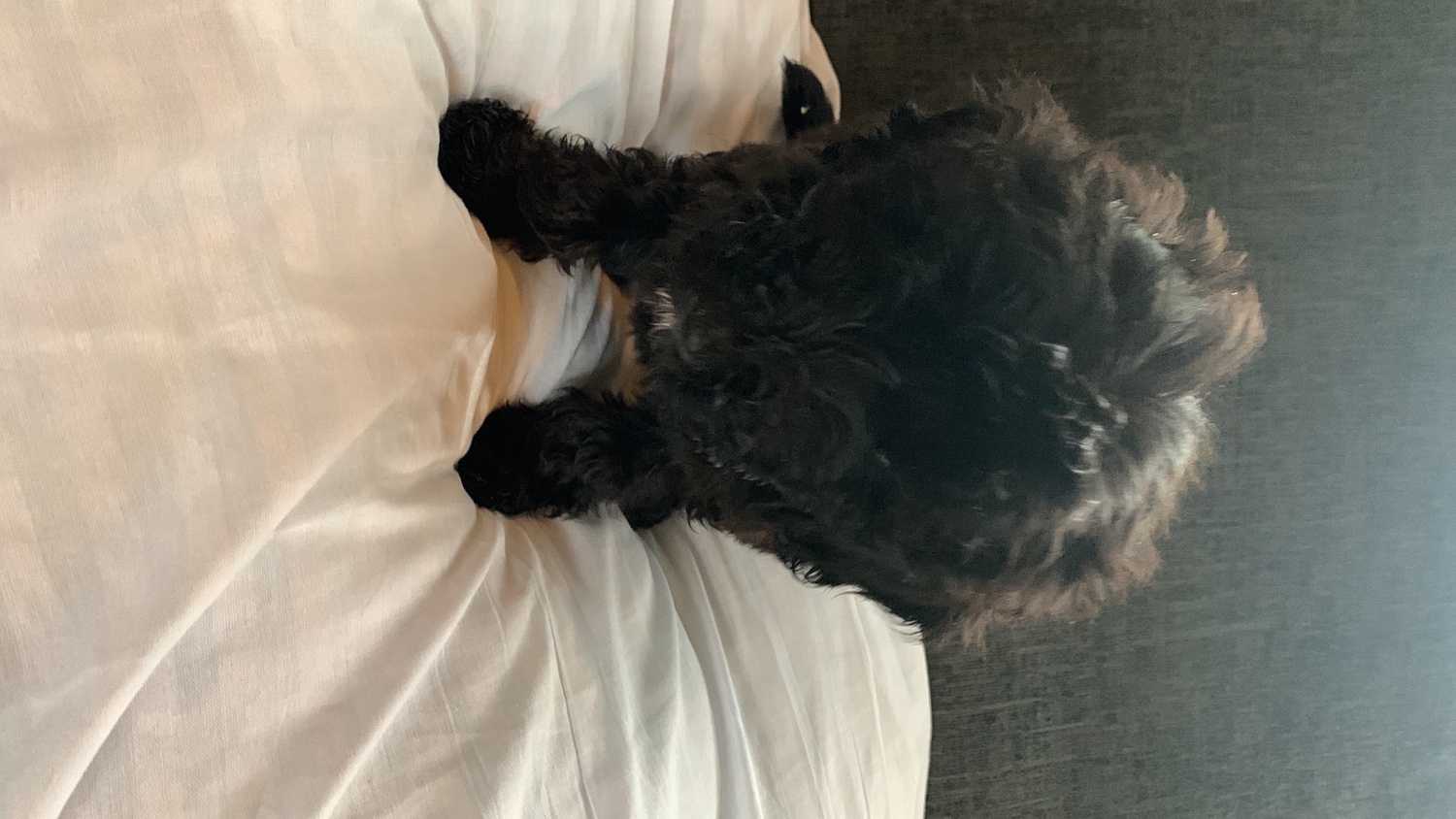 Other Breed Puppies