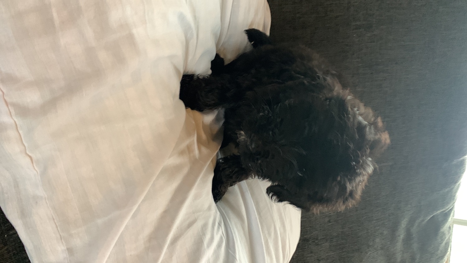 Other Breed - Sheepadoodle puppy boy needs 5 star home