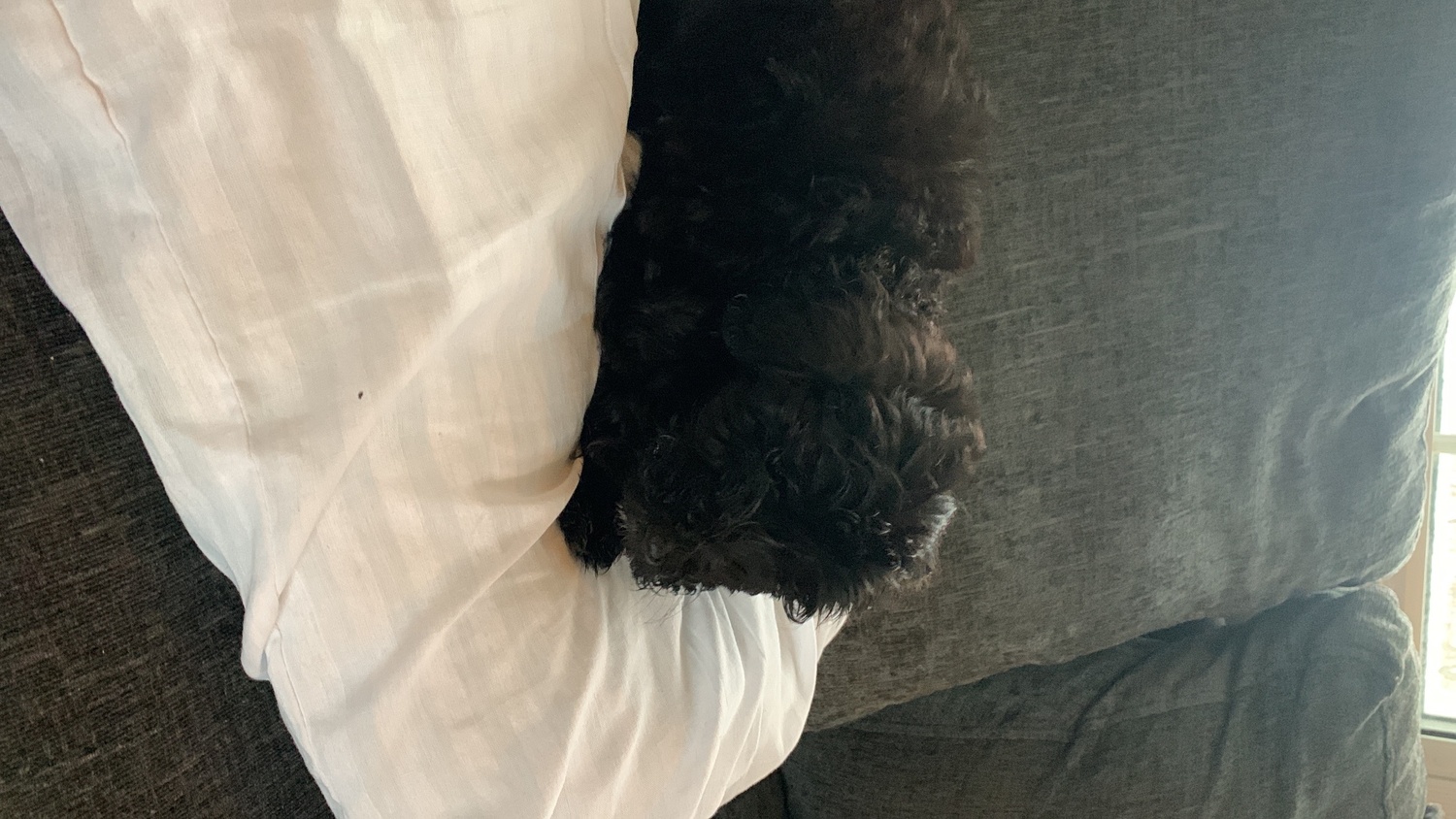 Sheepadoodle puppy boy needs 5 star home - Other Breed