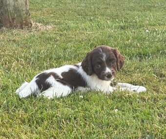 English Springer Spaniel Puppies