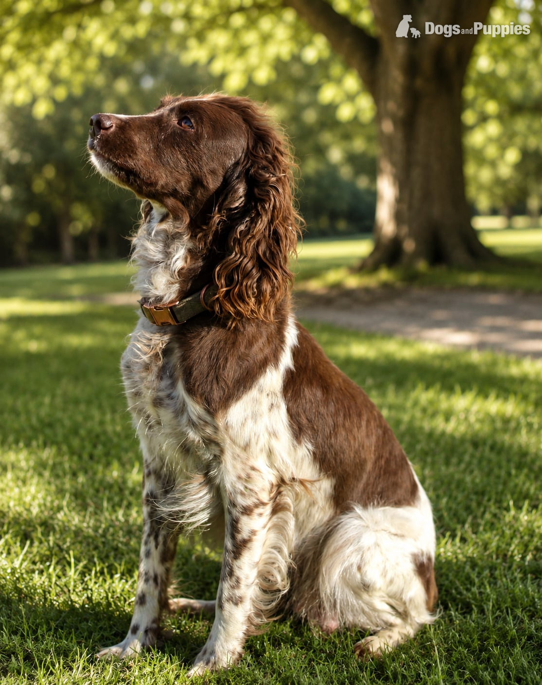 English Springer Spaniel