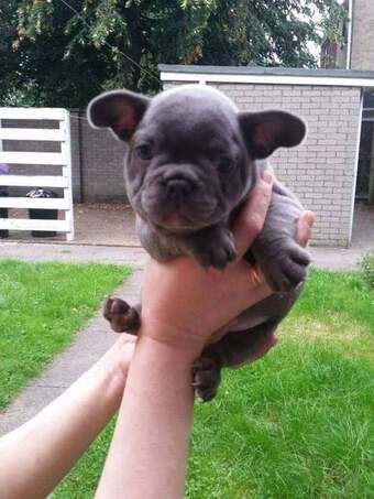 Beautiful Blue French Bulldog Puppies ? Ready for Their Forever Homes!