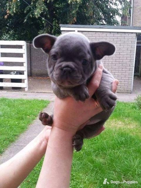 Beautiful Blue French Bulldog Puppies ? Ready for Their Forever Homes! in {LOCATION}