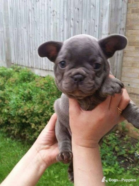 French Bulldog Puppies