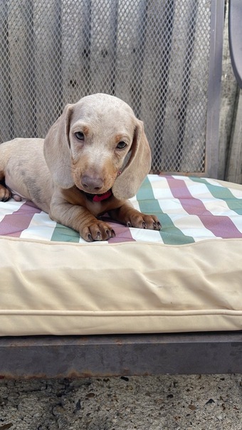 Miniature pedigree dachshund puppies ready now