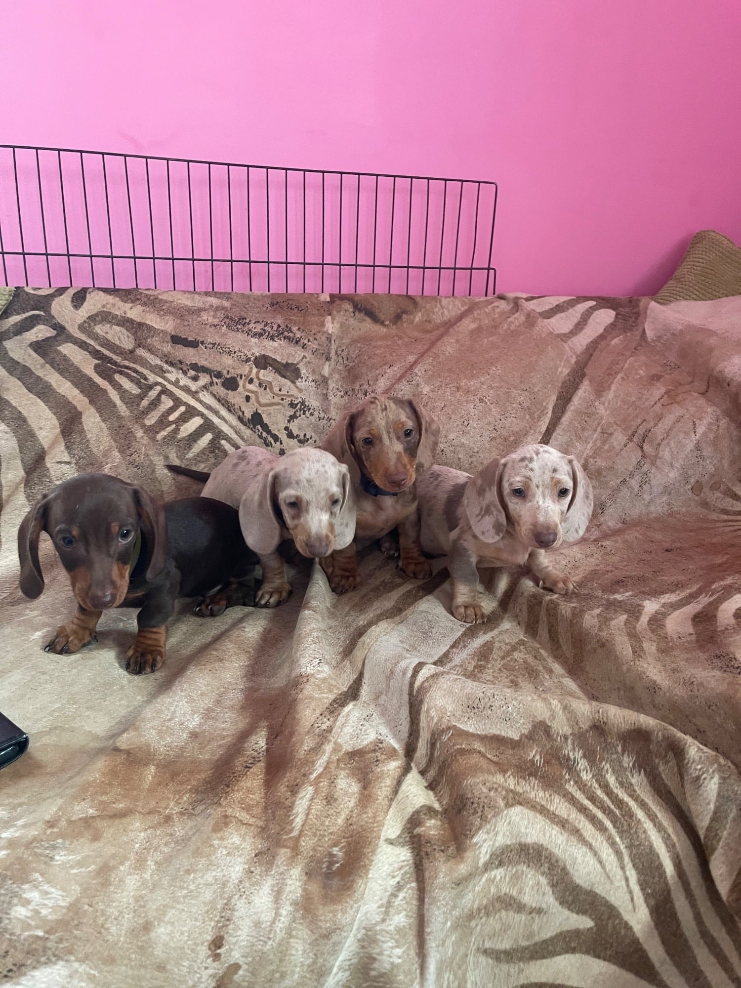 Miniature Dachshund
