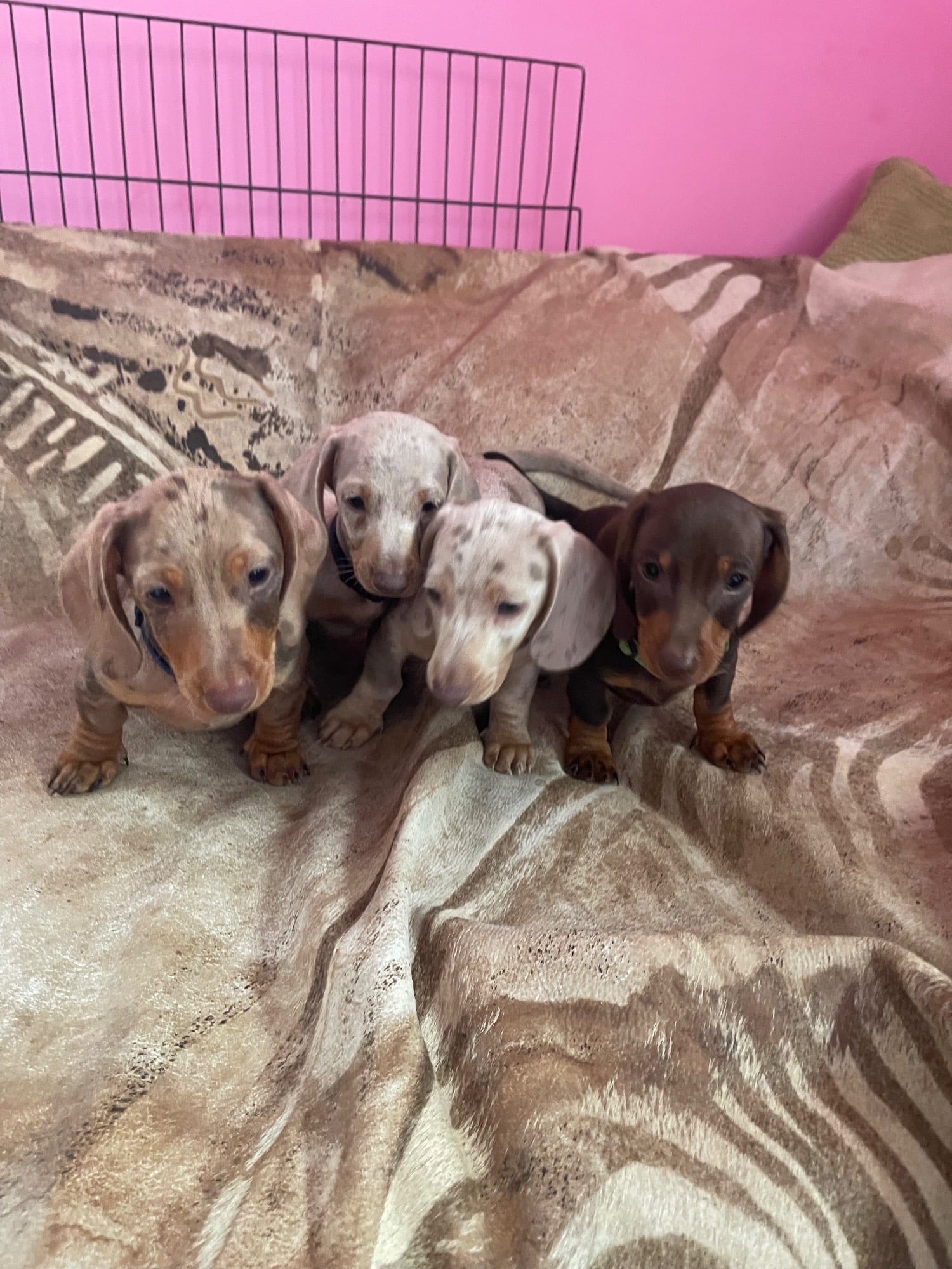 Miniature Dachshund Puppies