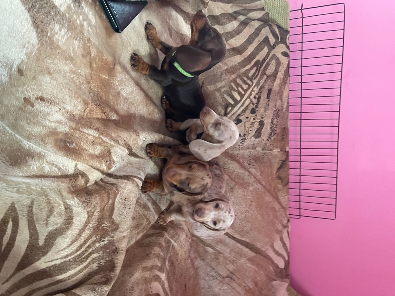 Miniature Dachshund - Miniature pedigree dachshund puppies ready now