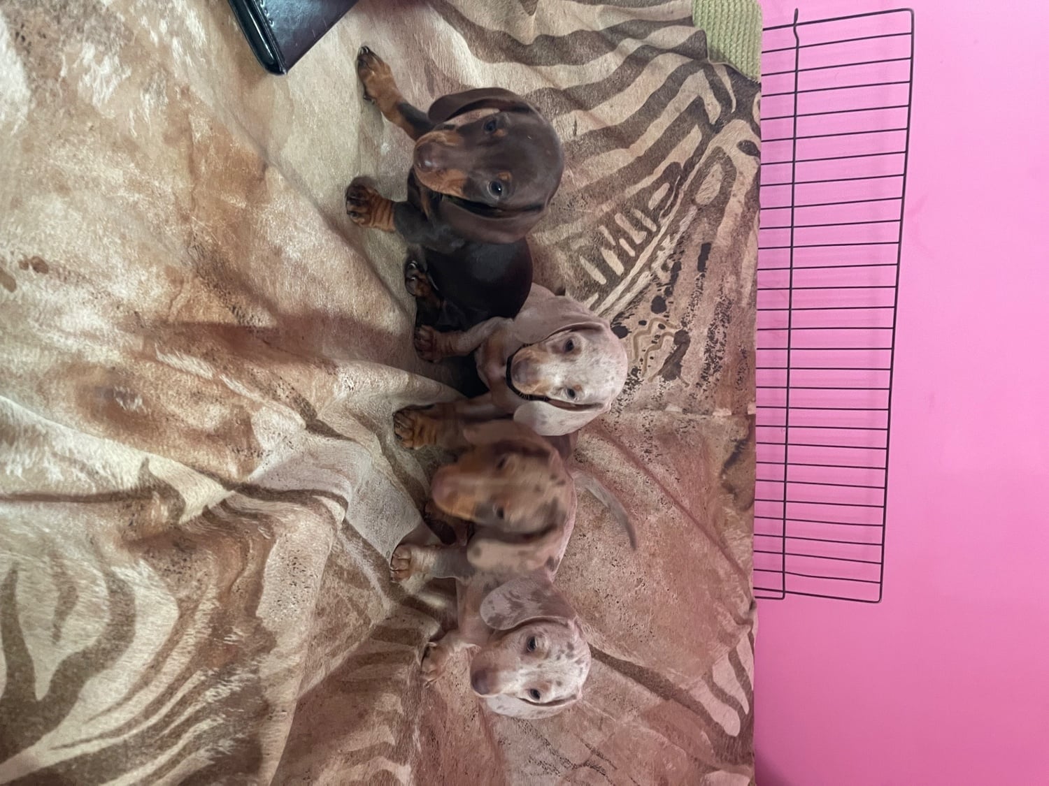 Miniature pedigree dachshund puppies ready now - Miniature Dachshund