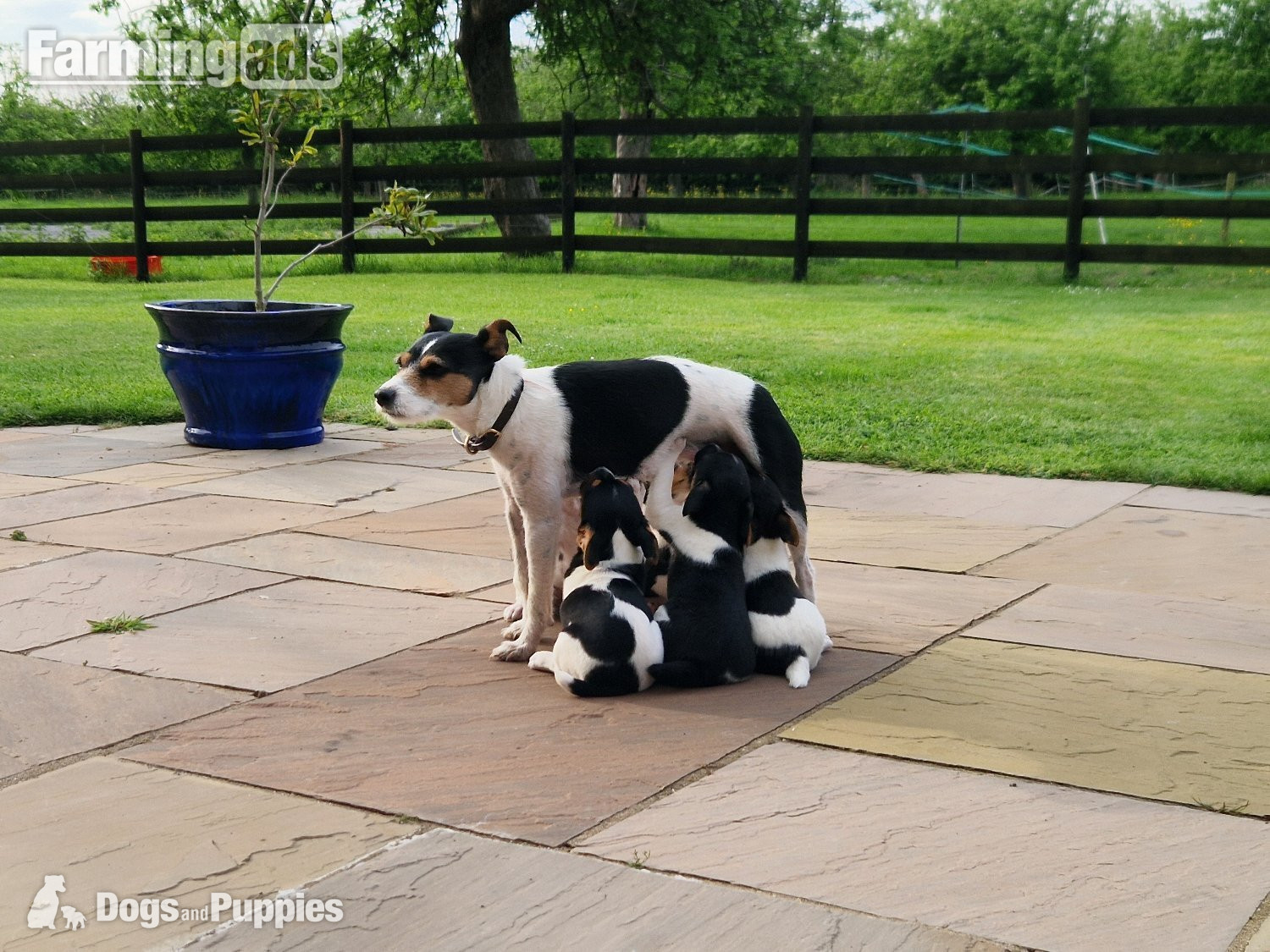 Jack Russell terriers  in {LOCATION}