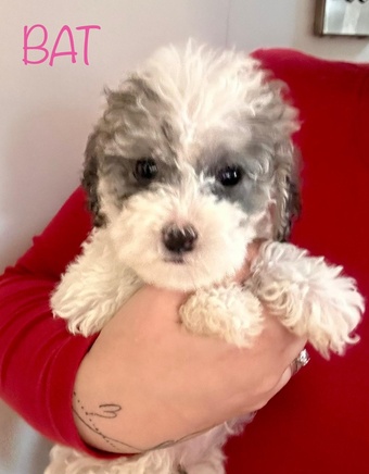 Gorgeous cockapoo puppy?s looking for the forever home 