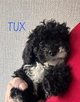 Gorgeous cockapoo puppy?s looking for the forever home 