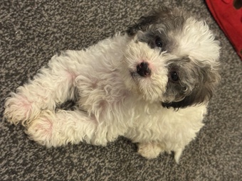 Gorgeous cockapoo puppy?s looking for the forever home 