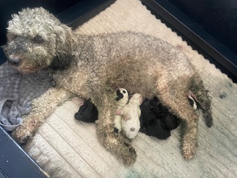 Gorgeous puppy?s looking for the forever home 