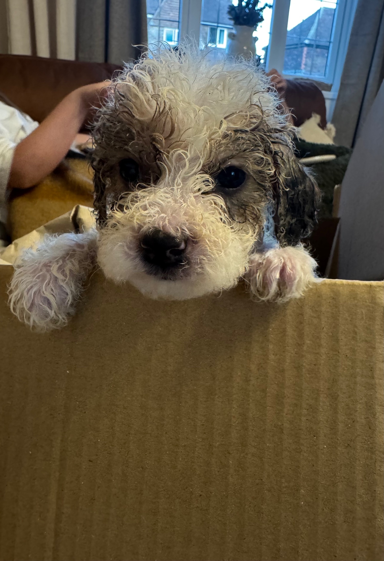 Cockapoo