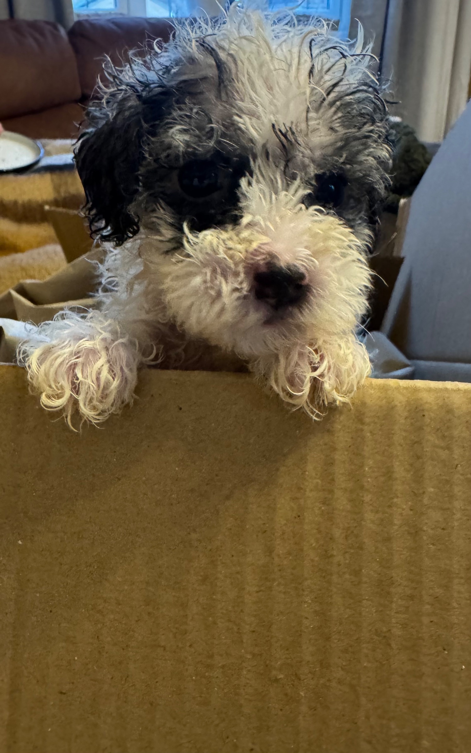 Cockapoo - Gorgeous puppy?s looking for the forever home 