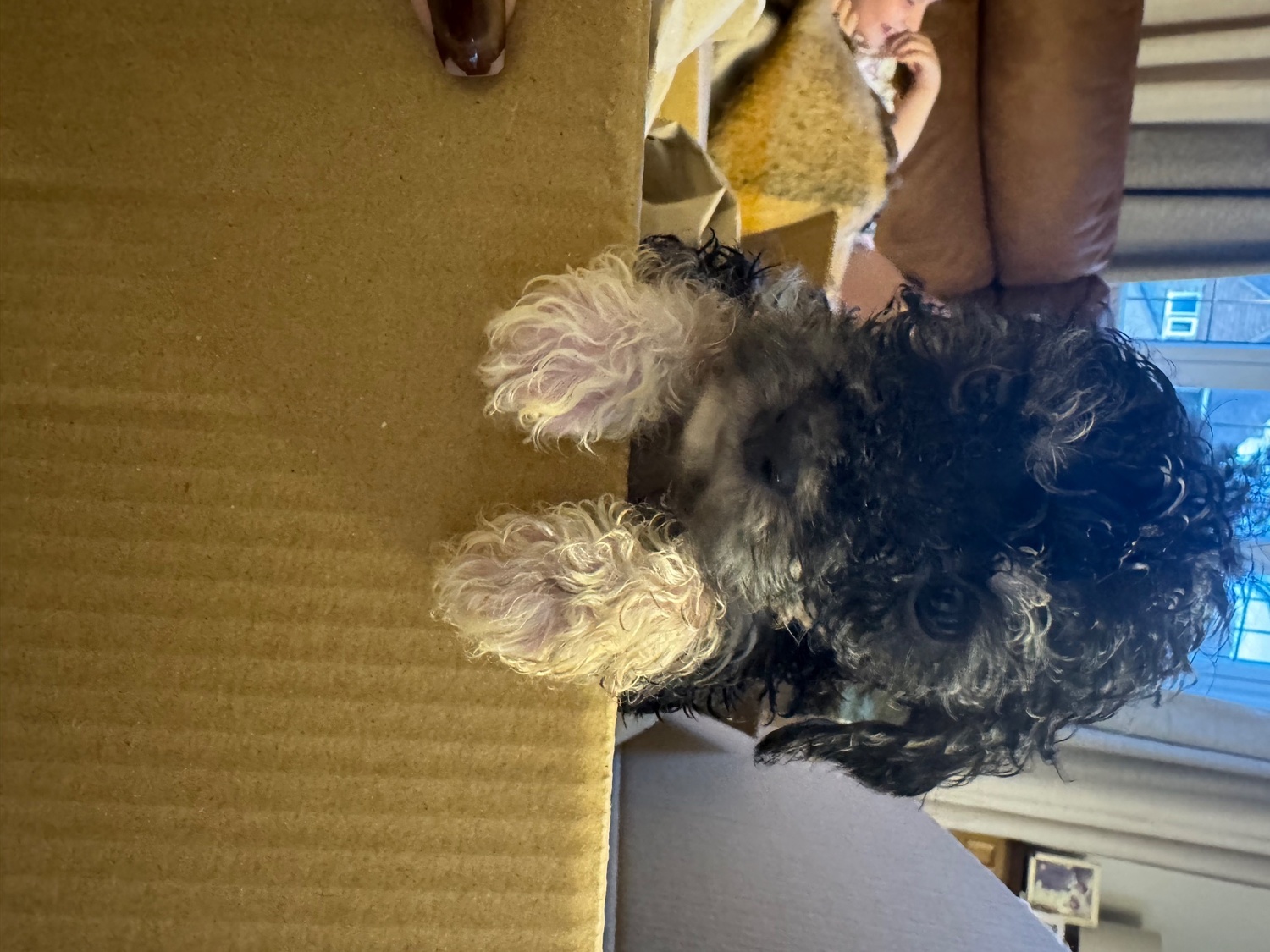 Gorgeous puppy?s looking for the forever home  - Cockapoo
