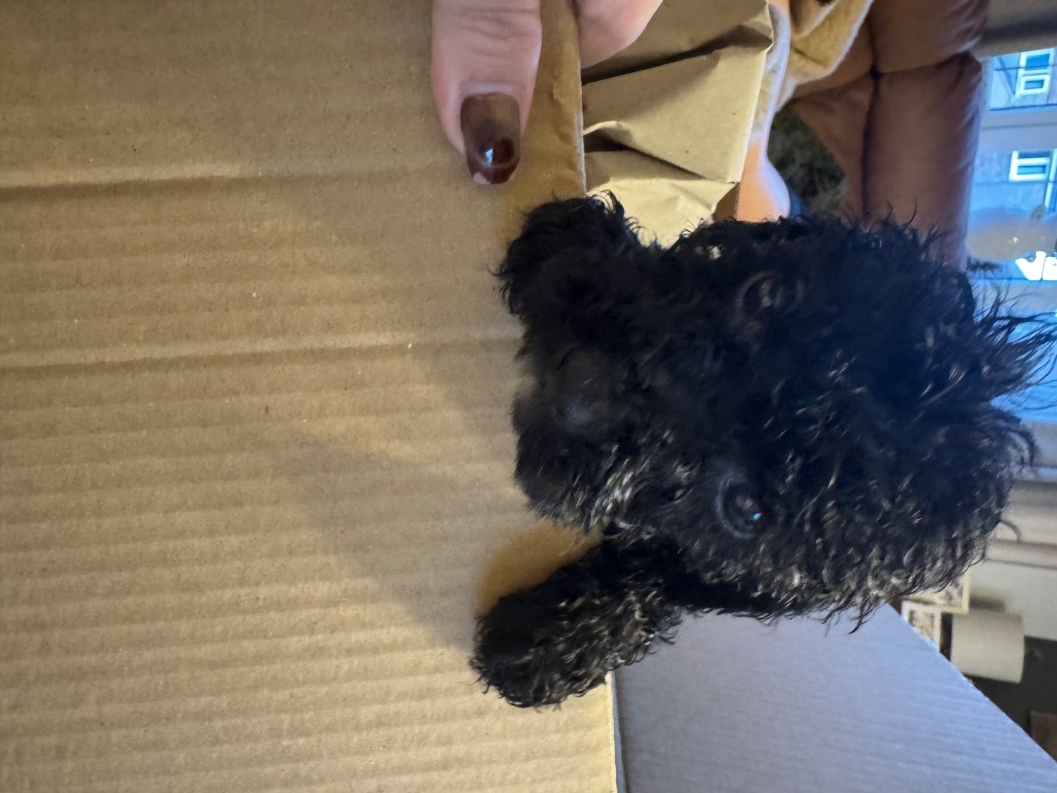Gorgeous cockapoo puppy?s looking for the forever home  - Cockapoo