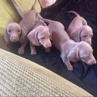  Pedigree miniature dachshund puppies ready now