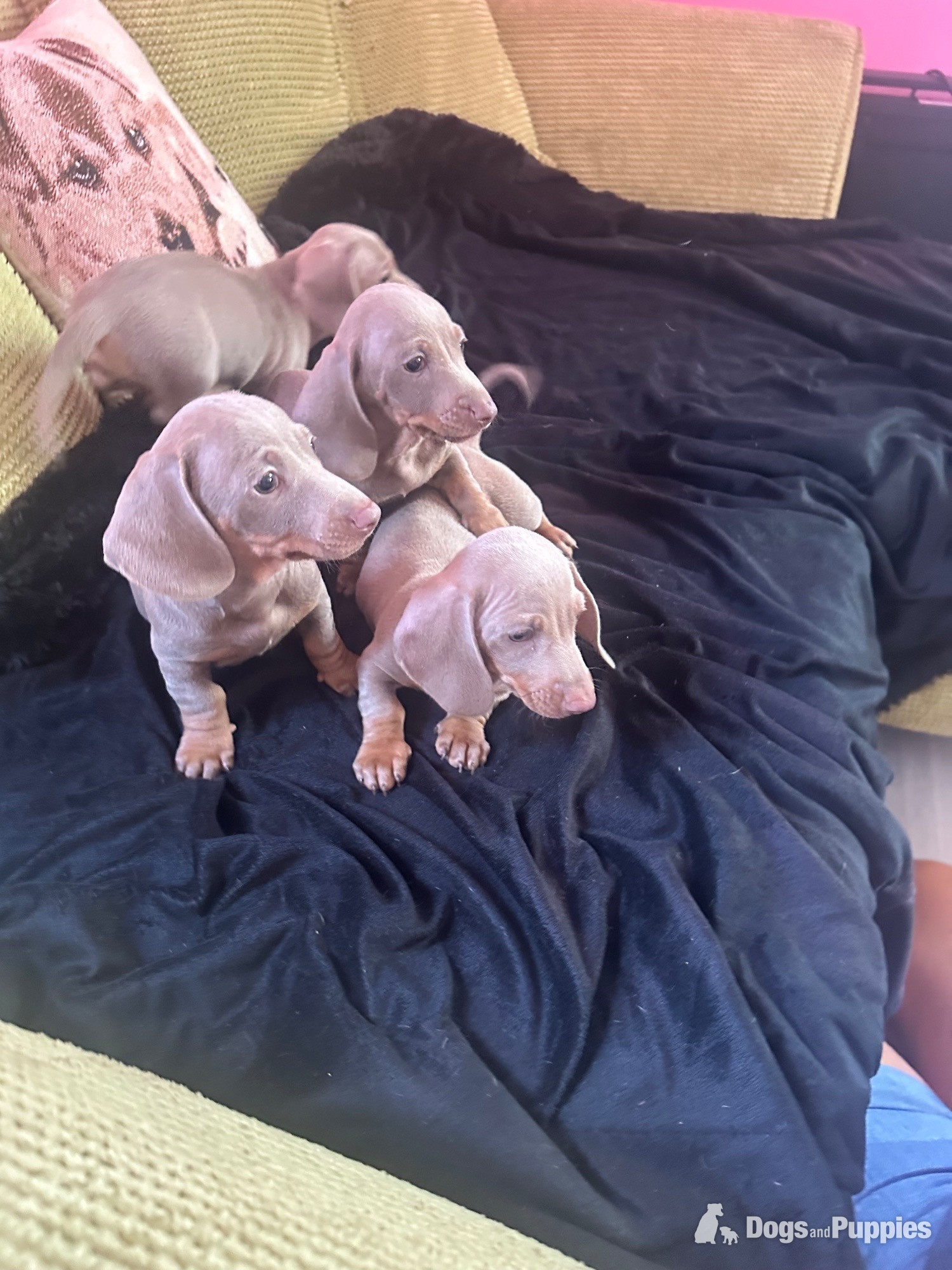  Pedigree miniature dachshund puppies ready now in {LOCATION}