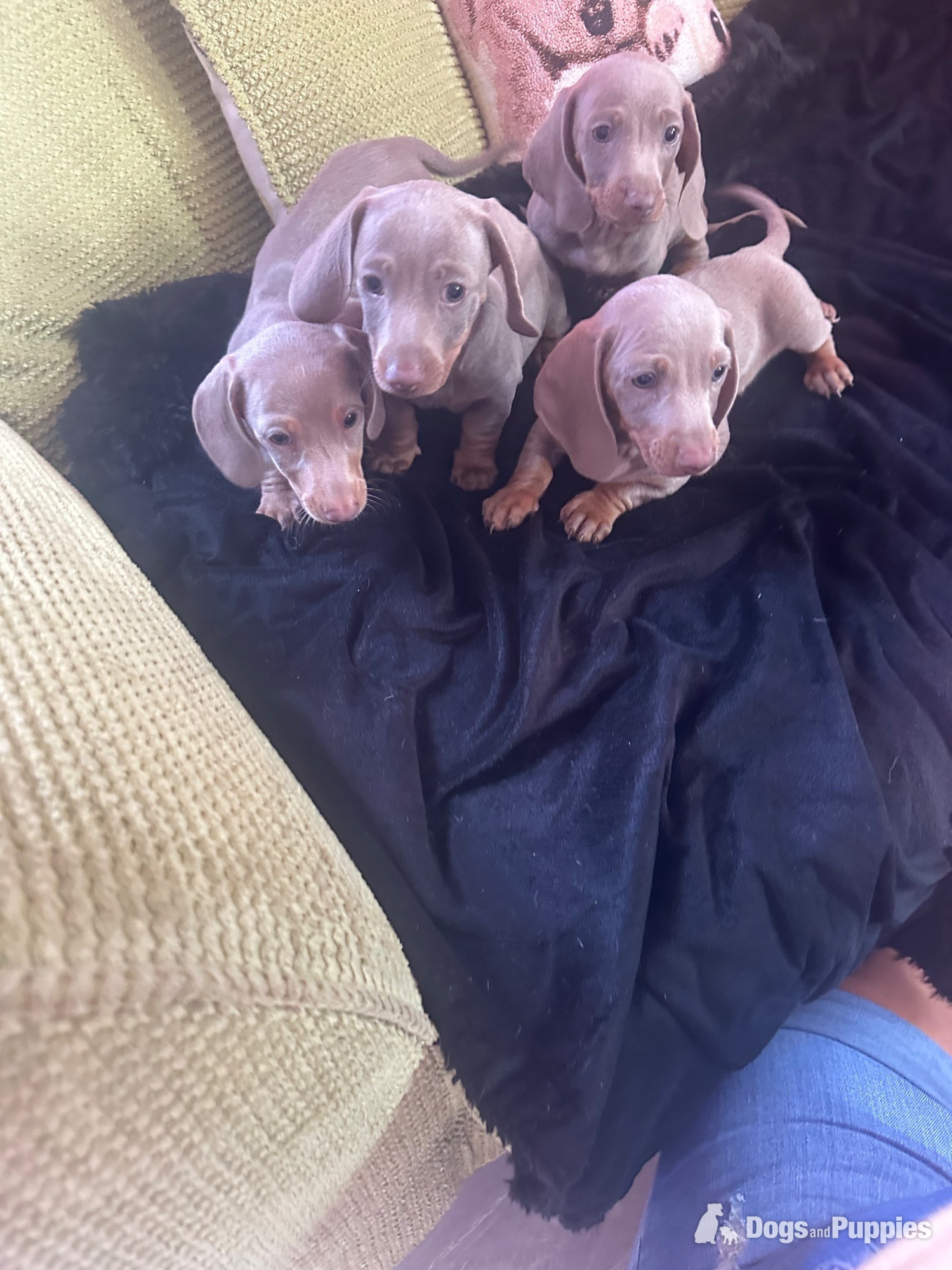 Miniature Dachshund