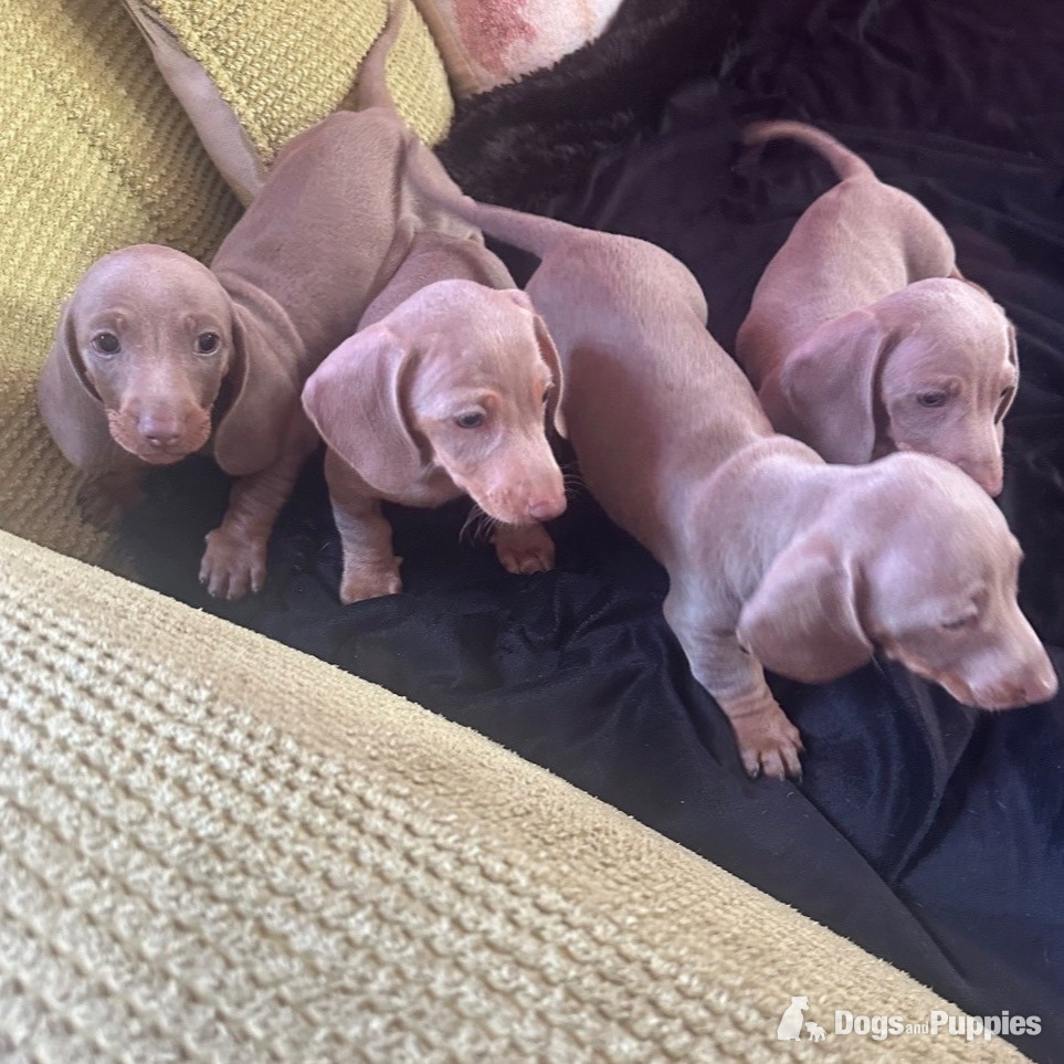 Miniature Dachshund Puppies