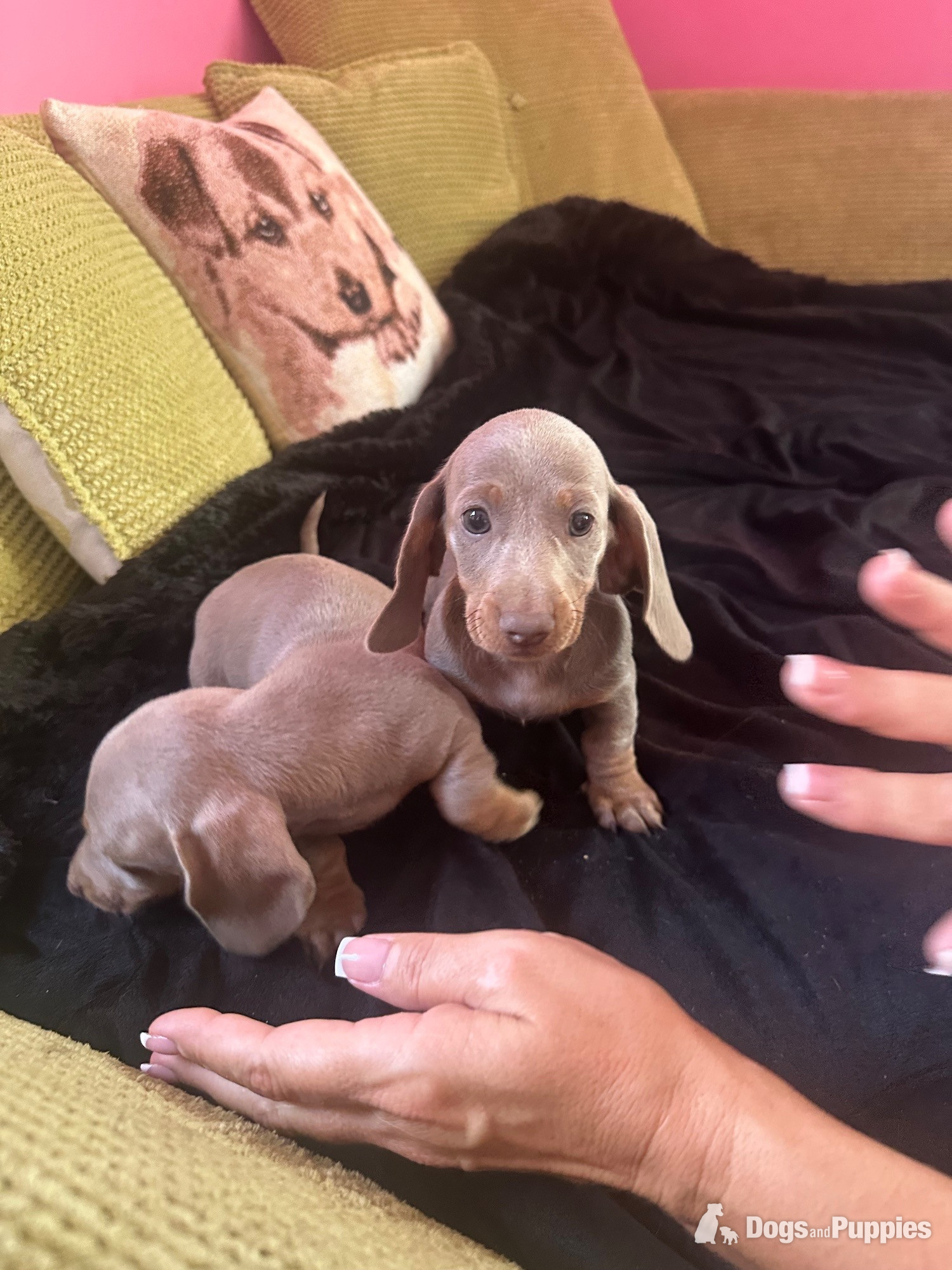 Miniature Dachshund -  Pedigree miniature dachshund puppies ready now