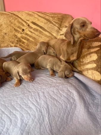 Kc miniature dachshund puppies