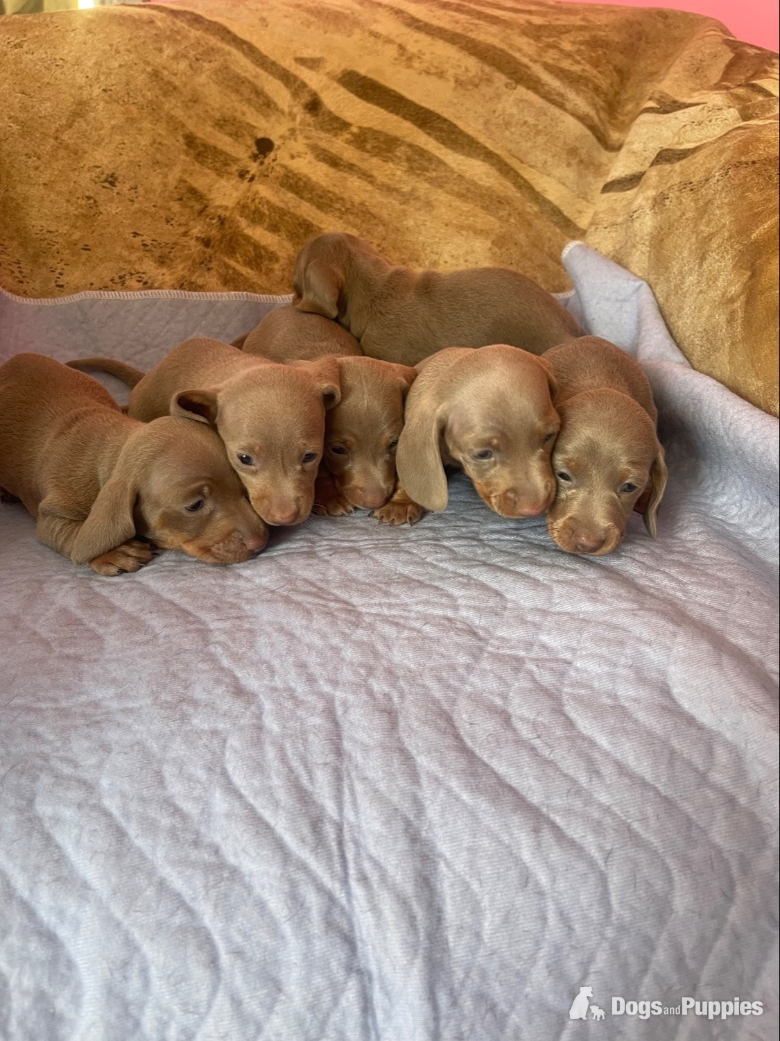 Miniature Dachshund