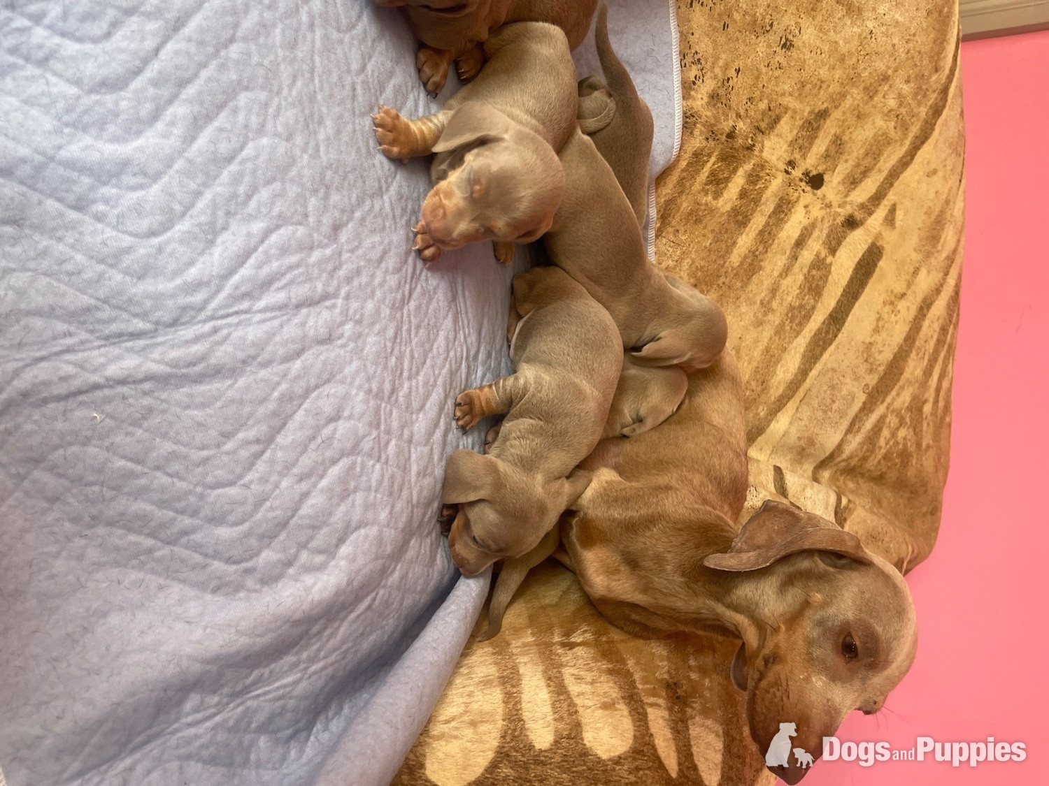 Kc miniature dachshund puppies in {LOCATION}