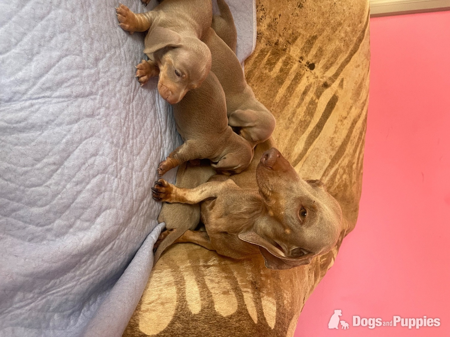 Miniature Dachshund