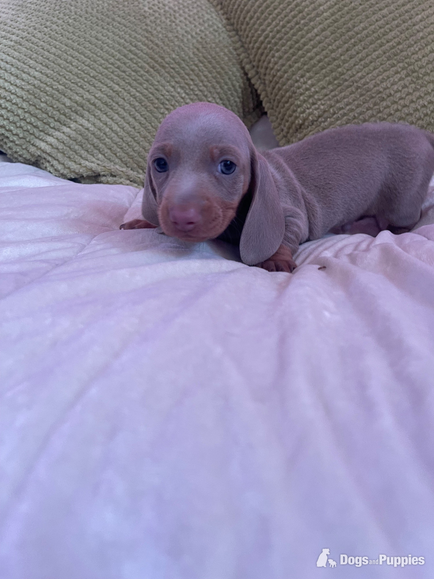 Miniature Dachshund Puppies