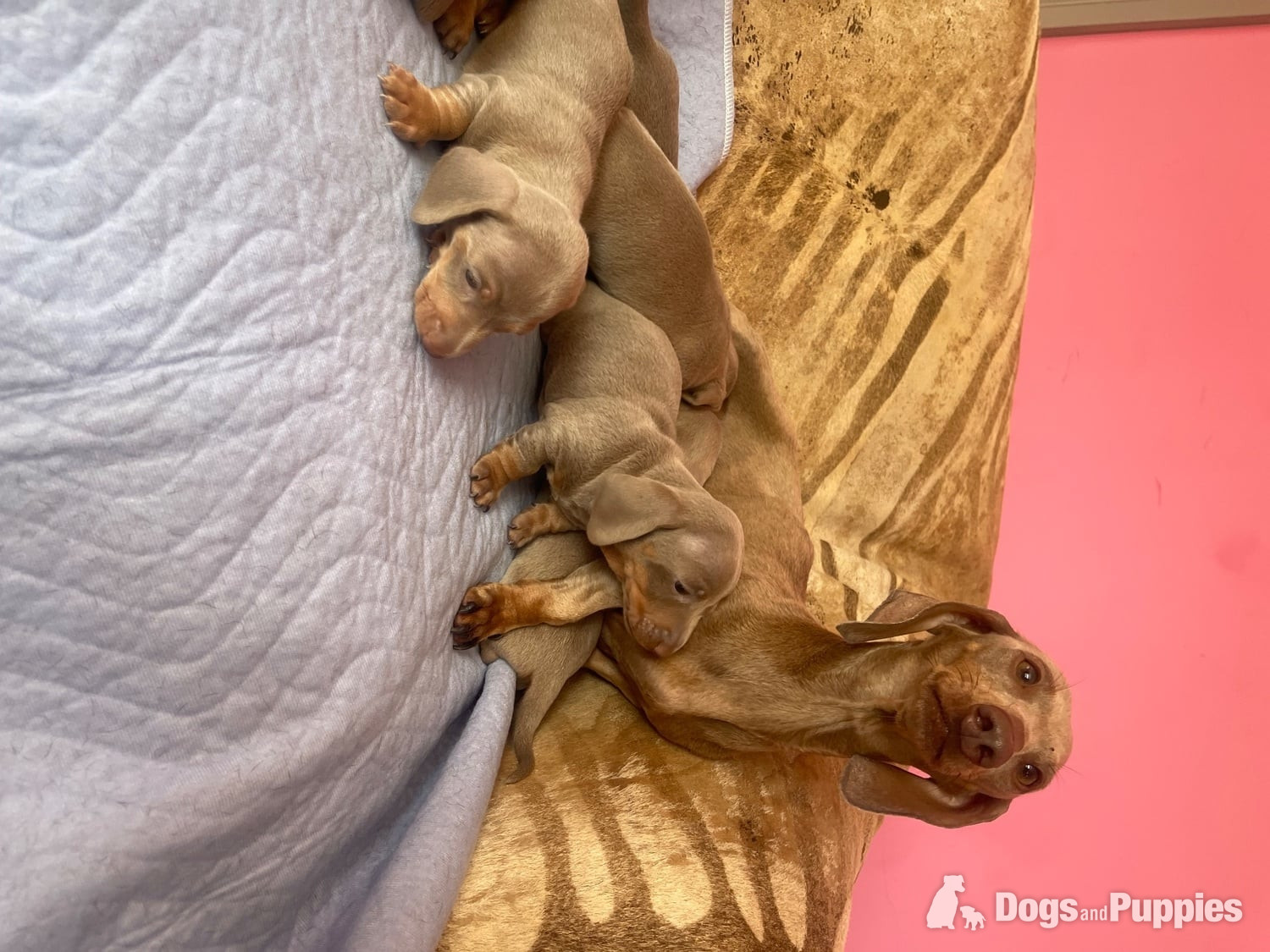 Miniature Dachshund Puppies