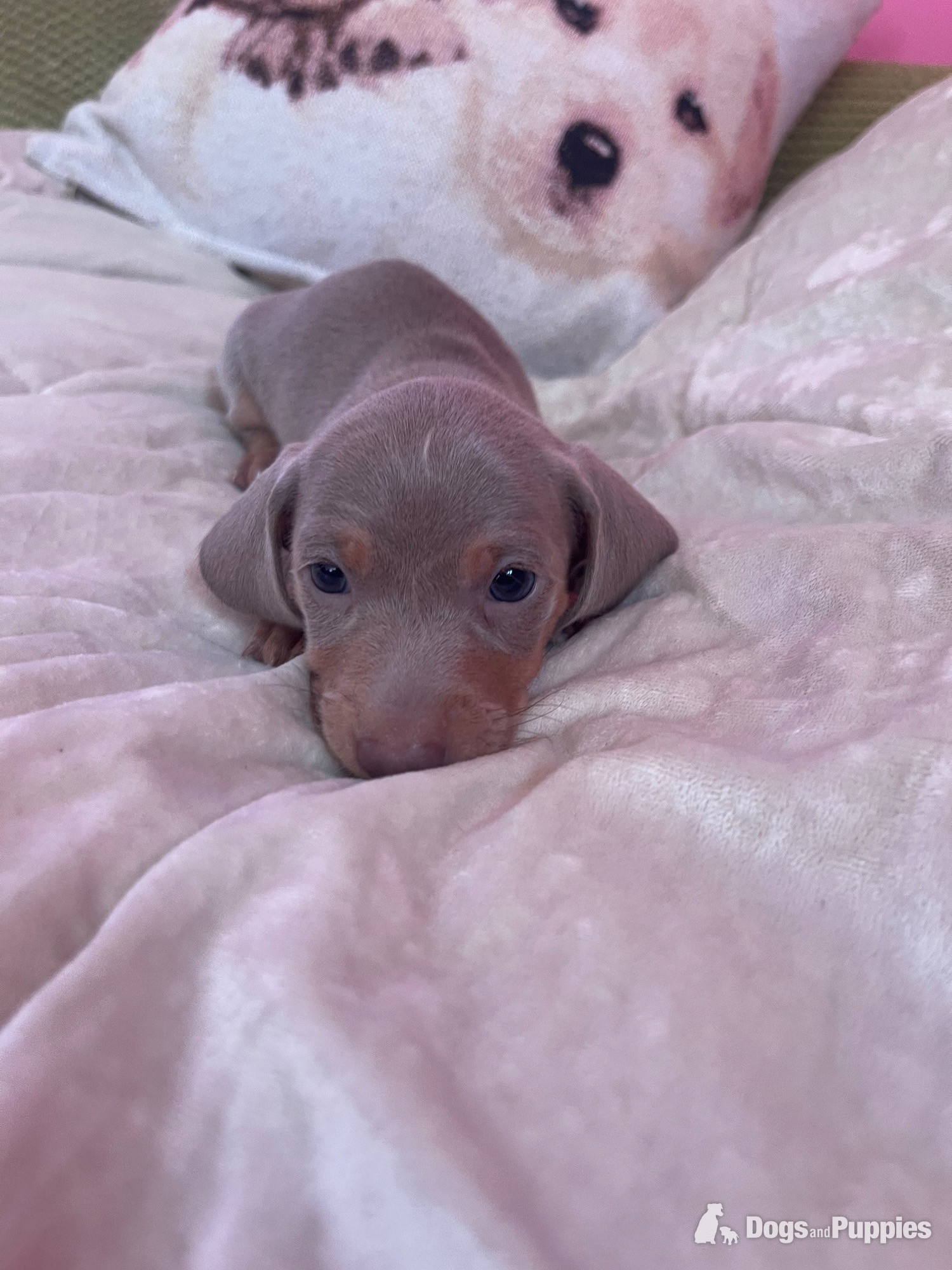 Miniature Dachshund - miniature dachshund puppies