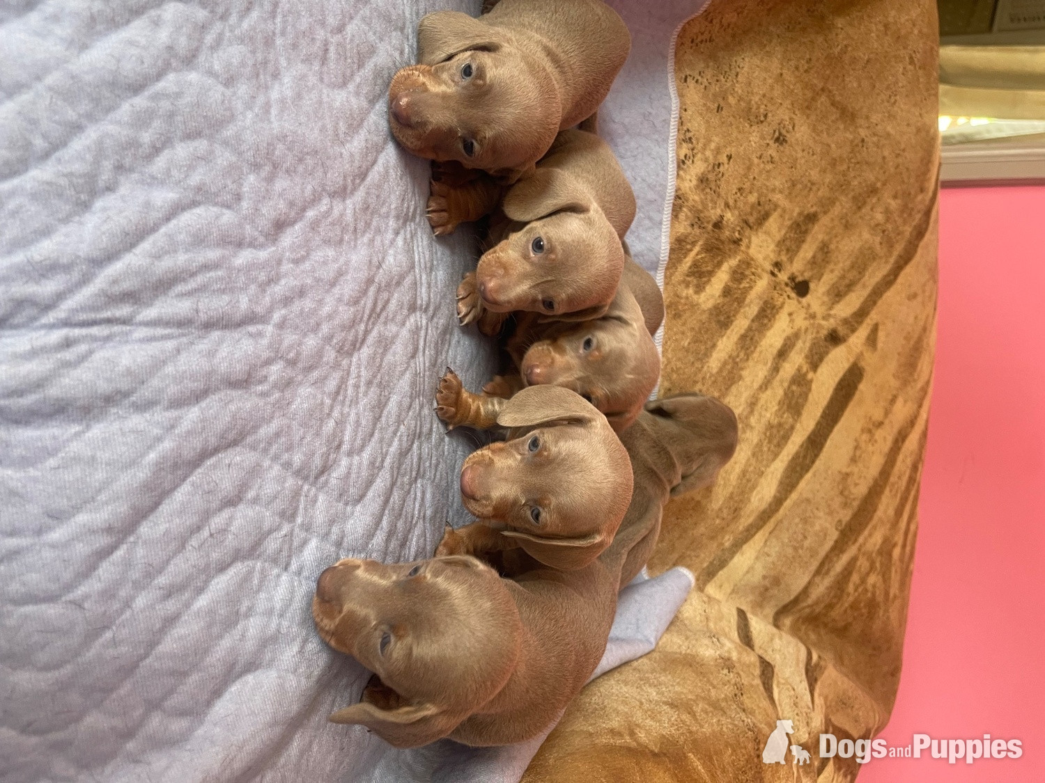 Miniature Dachshund - Kc miniature dachshund puppies