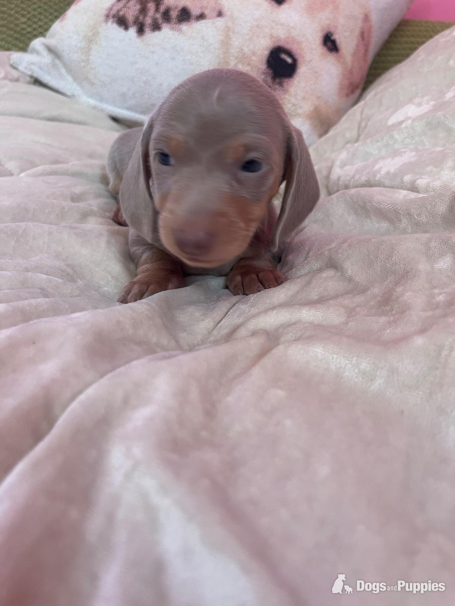 miniature dachshund puppies - Miniature Dachshund