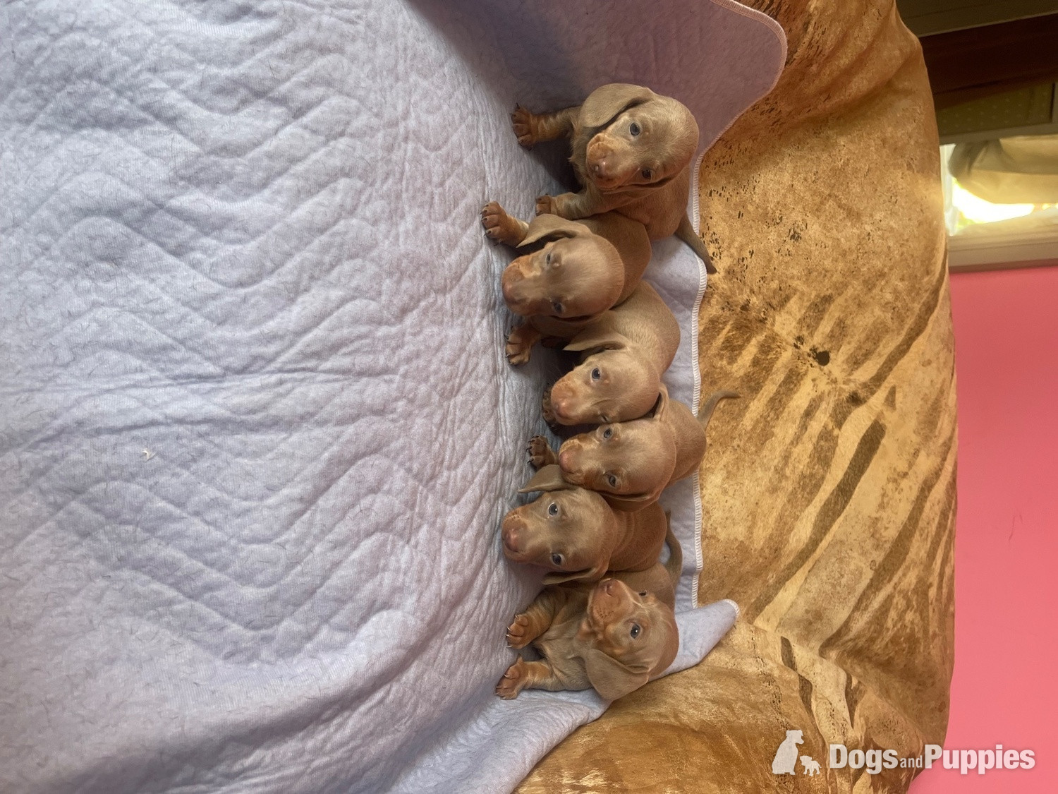 Kc miniature dachshund puppies - Miniature Dachshund