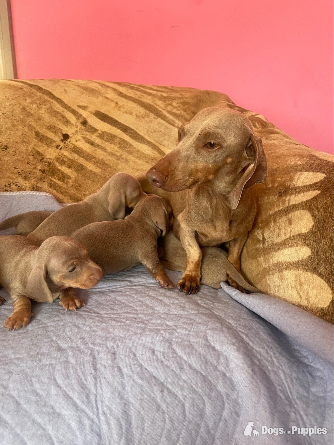 Miniature Dachshund