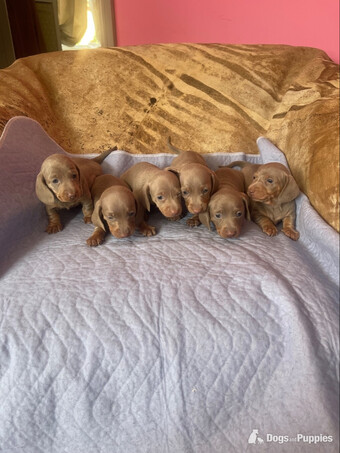 miniature dachshund puppies