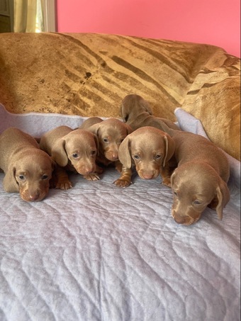miniature dachshund puppies