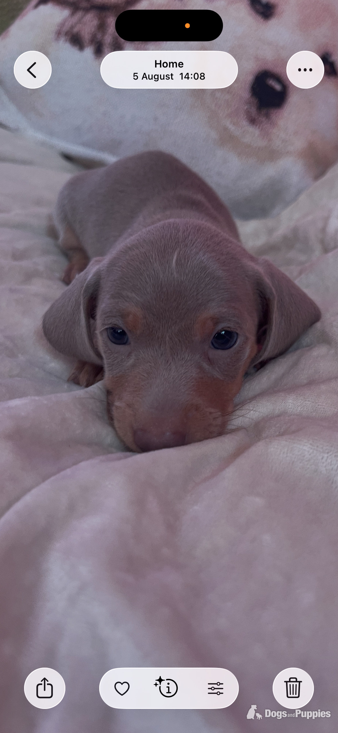 Miniature Dachshund -  Pedigree miniature dachshund puppies
