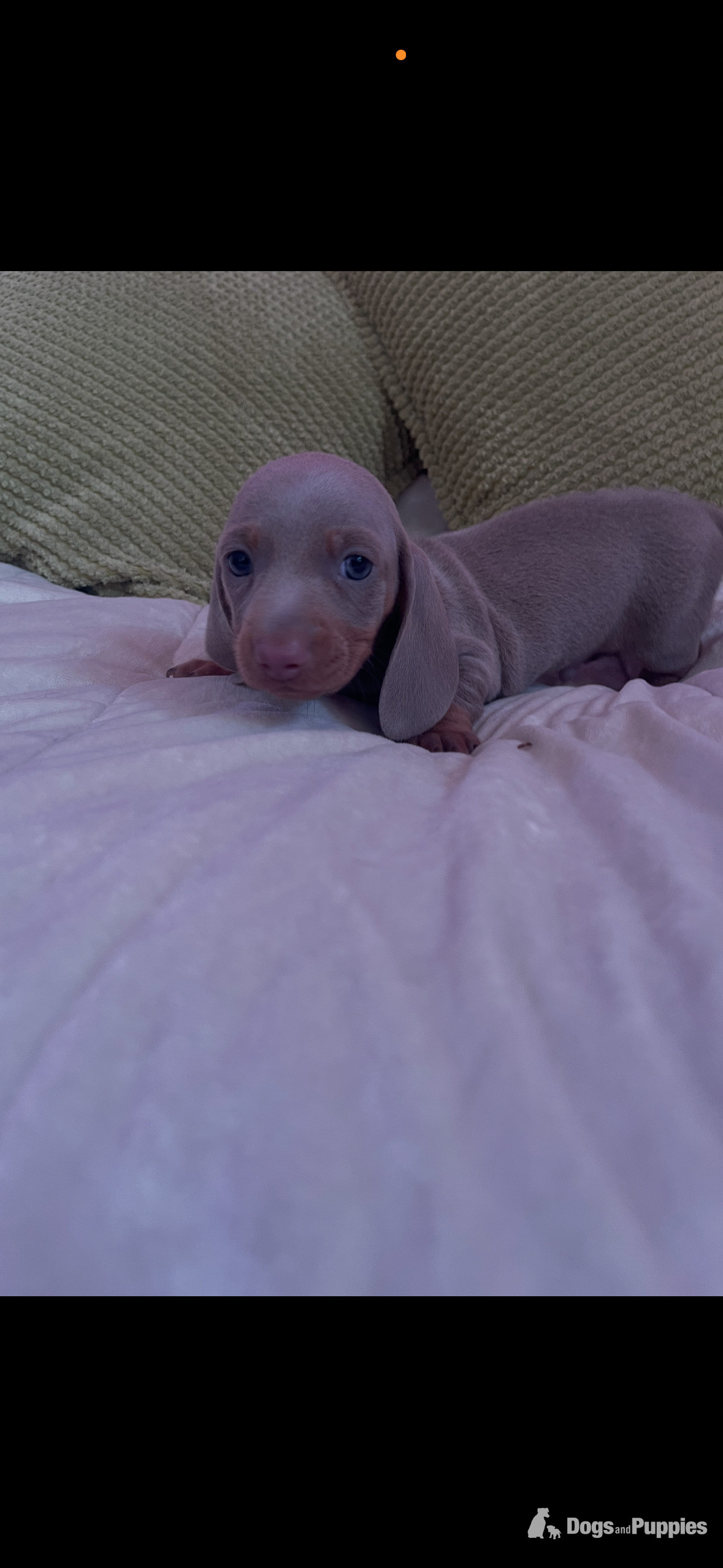  Pedigree miniature dachshund puppies - Miniature Dachshund