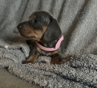 Gorgeous miniature sausages??