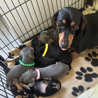 Gorgeous miniature sausages??