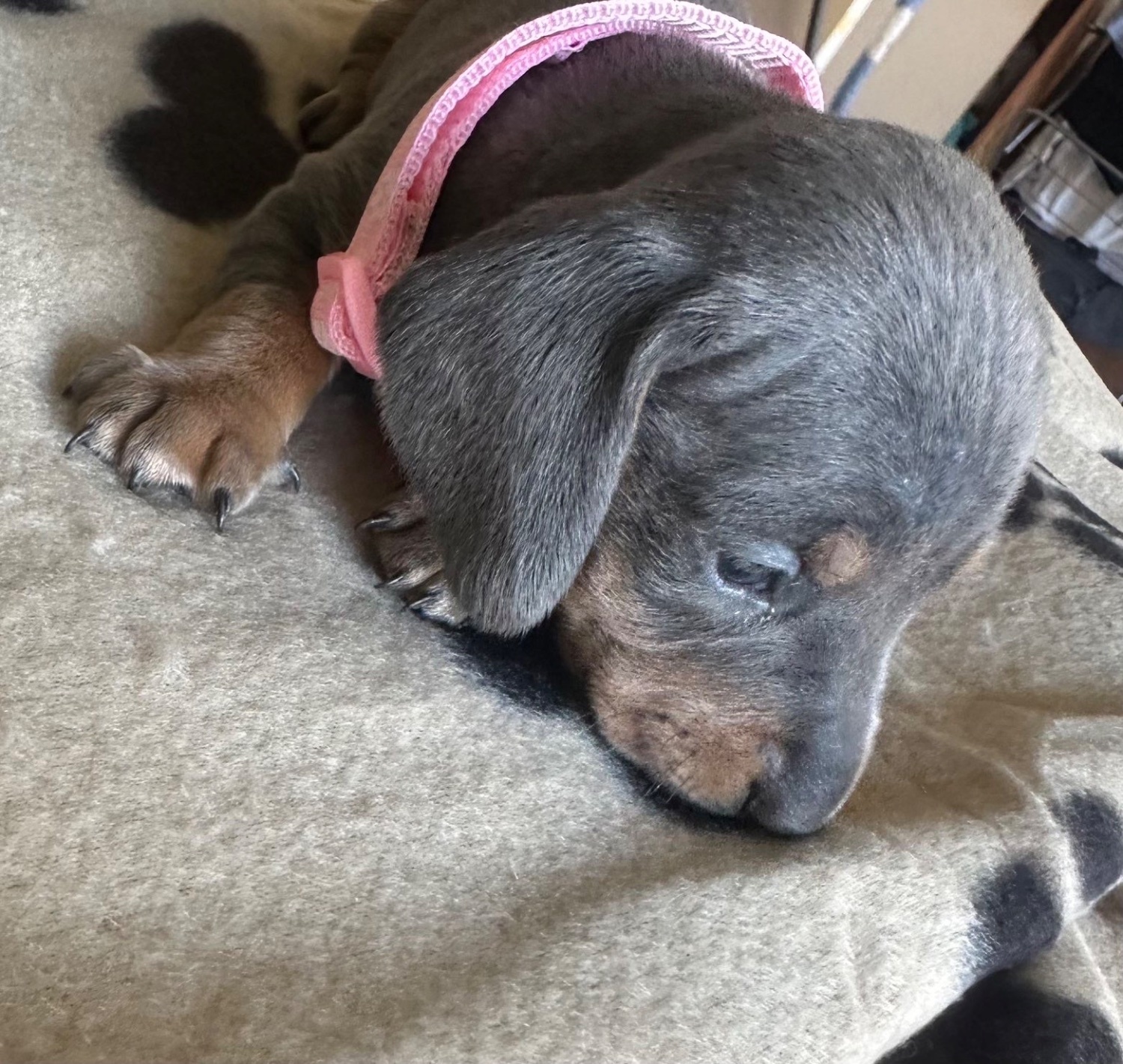 Dachshund