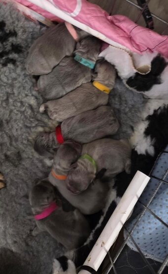 Frenchie litter born 