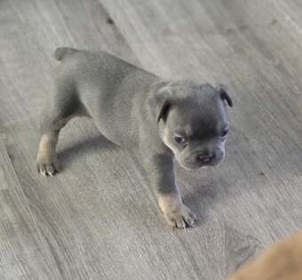 Frenchie litter born 